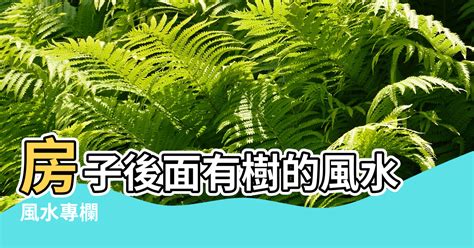 房子後面有魚池好嗎|【在魚塘上蓋房風水好嗎】池塘對住宅風水有何影響 